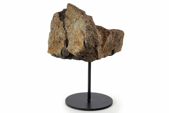 Fossil Triceratops Vertebra Section w/ Metal Stand - South Dakota #339962